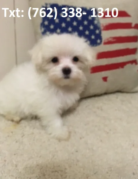 Thwind maltese puppies 