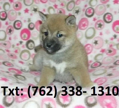 Mojhhw shiba inu puppies 