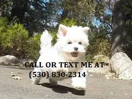 Mnhbte male/female maltese puppies for s