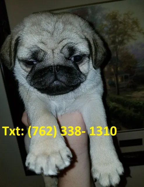 Jridilk pug puppies 