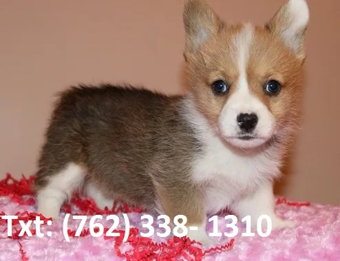 Haniv pembroke welsh corgi puppies 