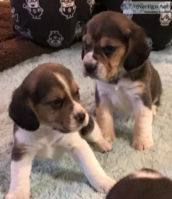 Puppy