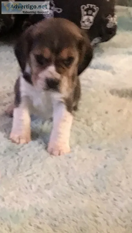 Puppy