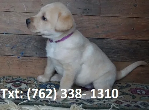 Yemwh labrador retriever puppies