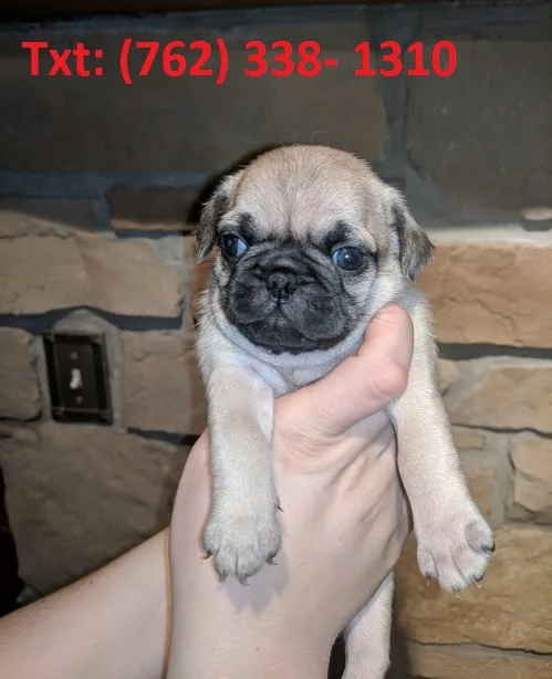 Nwlafh pug puppies 