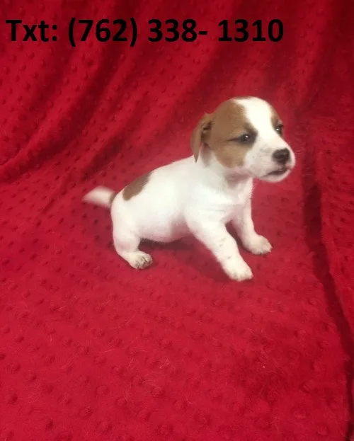 Falkeh jack russell terrier puppies