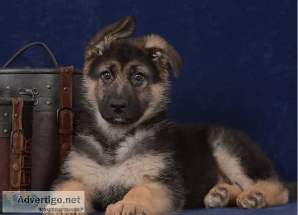   german-shepherd-pupp y