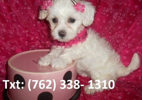 Nywpo maltese puppies 