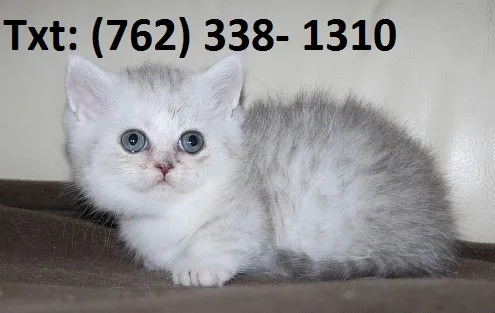 Hrwlam munchkin kittens 