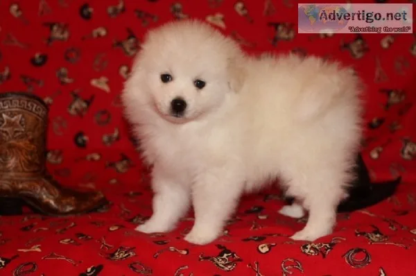    american eskimo dog pupps