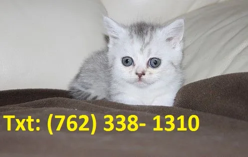 Rhanced munchkin kittens