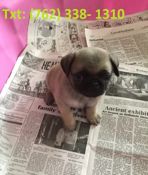 Cdkton pug puppies 