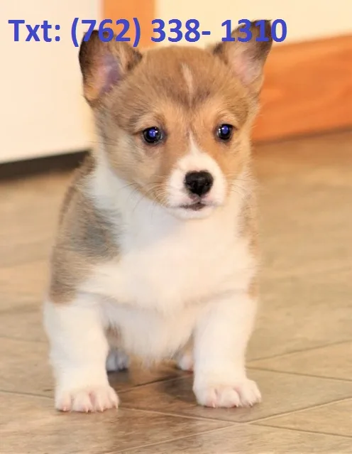 Nwldp pembroke welsh corgi puppies