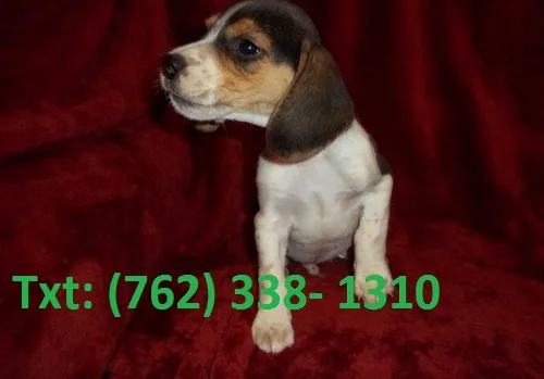 Vawouf beagle puppies 
