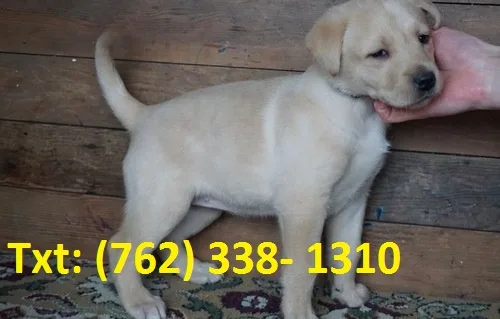 Qlwkd labrador retriever puppies 