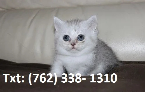 Flwiusk munchkin kittens 