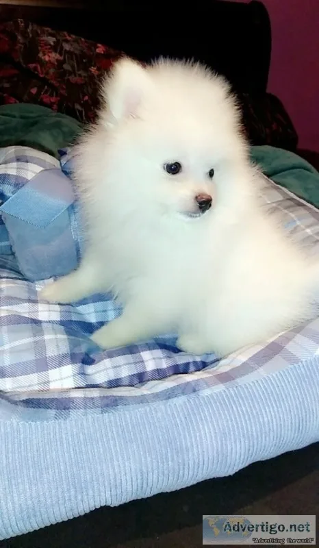Jddfgbdfbsd pomeranian puppies for sale