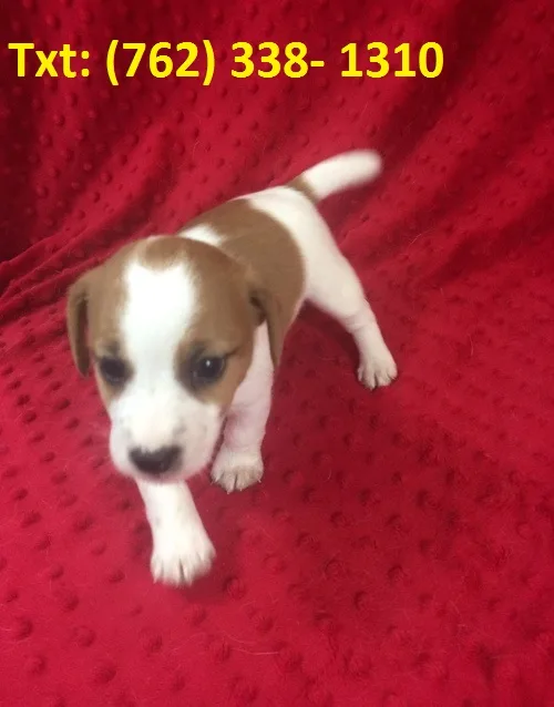 Zmwoig jack russell terrier puppies 