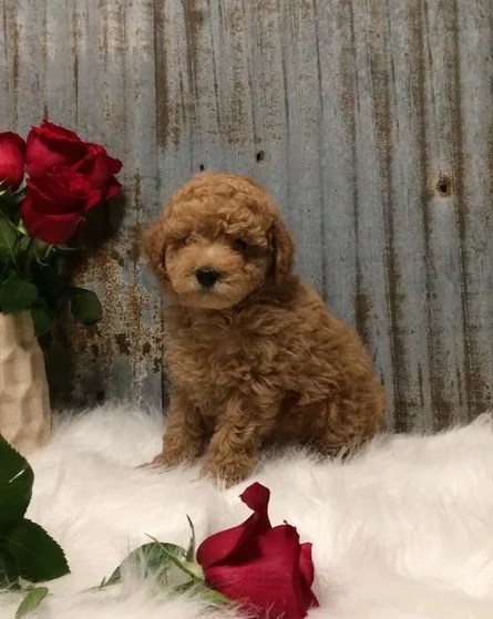 Hmlpuw toy poodle puppies