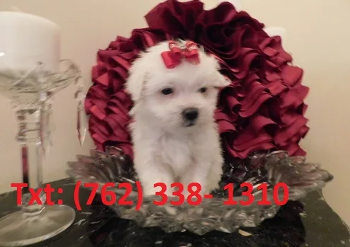 Bakfh maltese puppies 