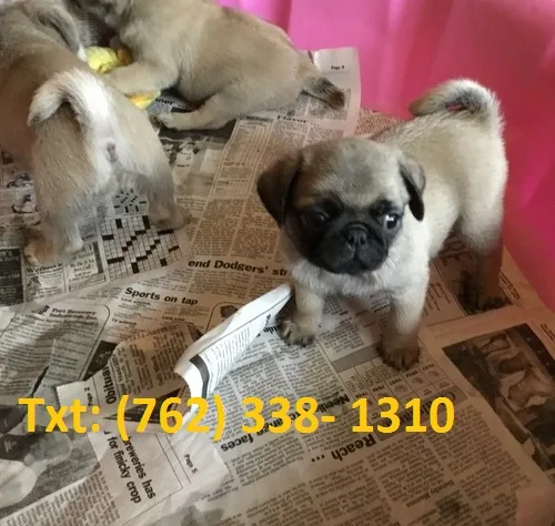 Kalduns pug puppies