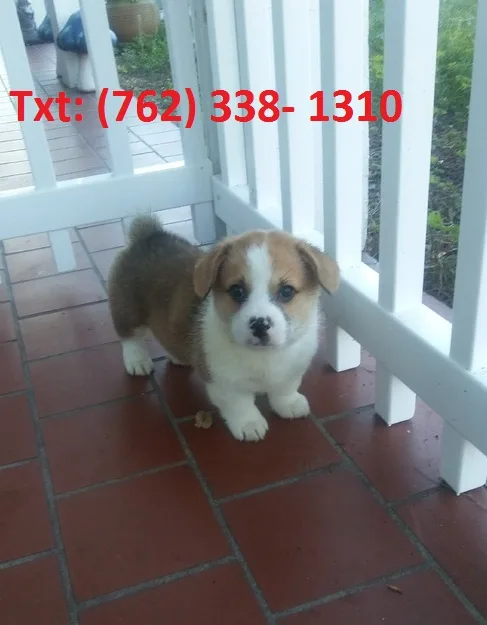 Jwodh pembroke welsh corgi puppies