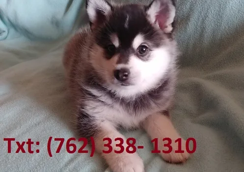 Vkeuh alaskan klee kai puppies 
