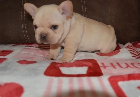 Hhysn french bulldog puppies 