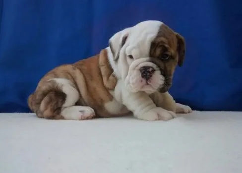 Playful happy home bulldogs for sale 