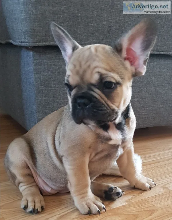 Muffin lovely fawn sable girl