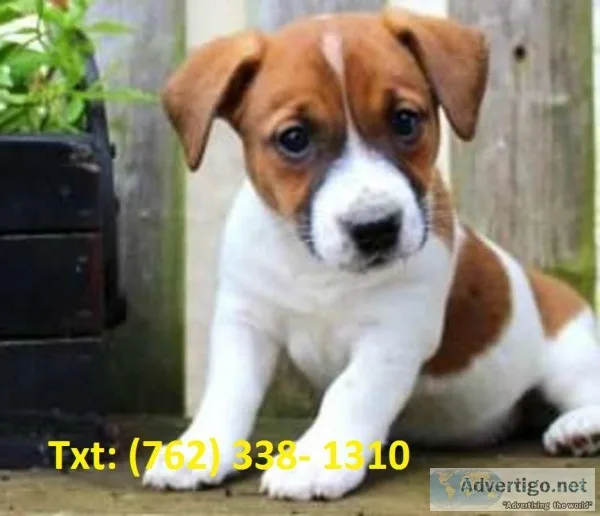 Kmsle jack russels terrier puppie