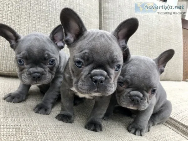  beautiful solid blue french bulldog pup