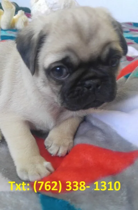 Ydkdhel pug puppies 