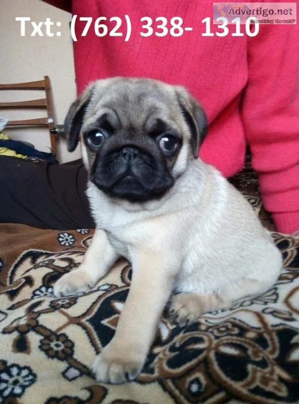 Cwjug pug puppies