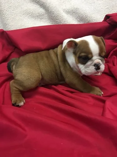 Best english bulldog puppies for sale
