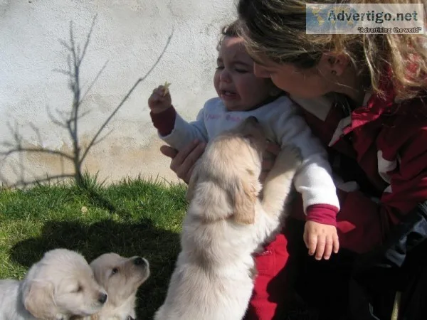  golden retriever puppies