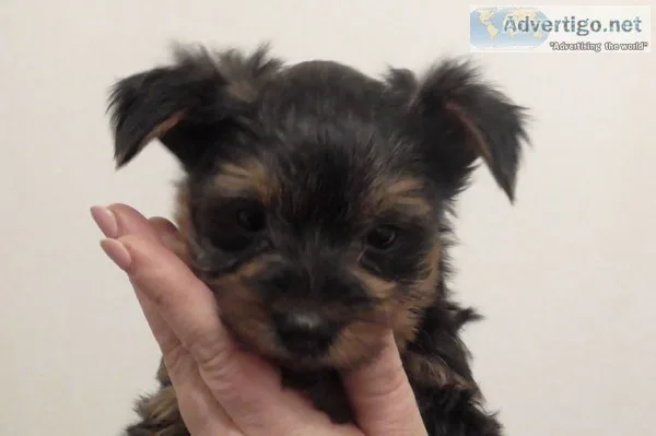 Yorkshire terrier puppies forever homes