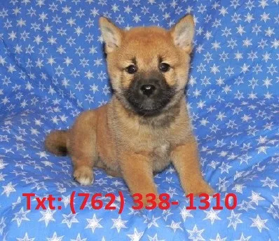 Dhef shiba inu puppies