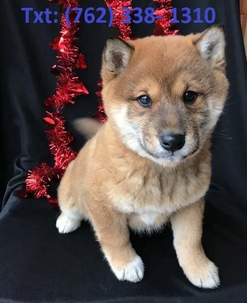 Wbfkuj shiba inu puppies