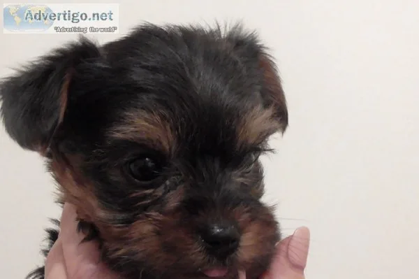 Yorkshire terrier puppies forever homes