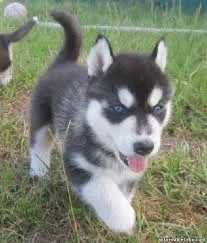 Blue eyes siberian husky puppies for reh