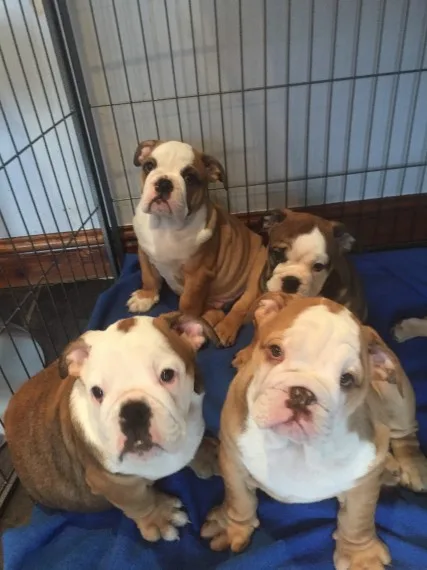 5 beautiful reg english bulldogs for