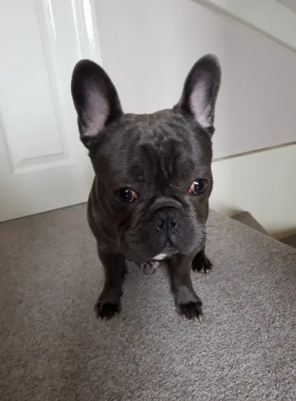 Blue french male for a lovely home