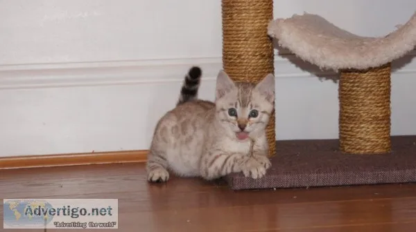 Pedigree bengal lovely kittens