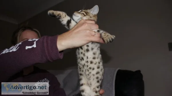 Stunning male & female bengal kittens