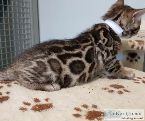Our true bengals bob is available