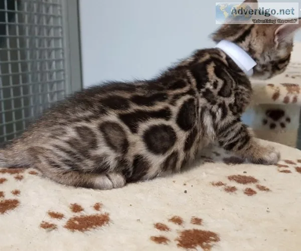 Rich and dramatic bengal kittens