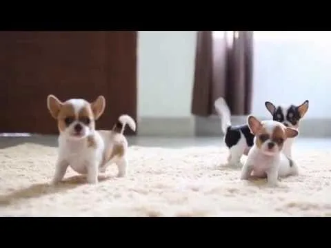 Potty trained chihuahua puppies 