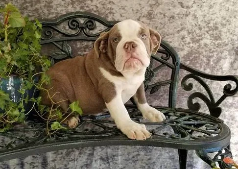 English bulldog puppies for sale
