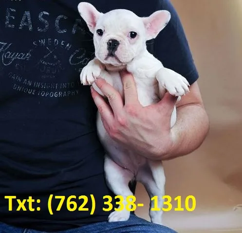 Fqoid french bulldog puppies